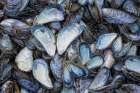 USA, Alaska, Glacier Bay National Park. Close-up of mussel shells. Art Print
